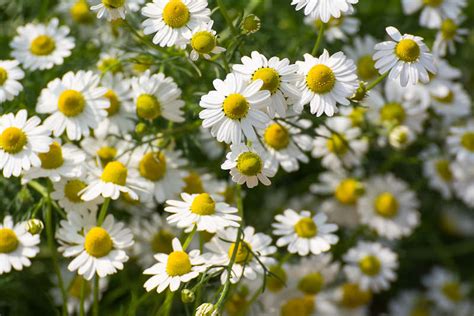 Chamomile: Unlocking Its Magical Properties for Immune Support